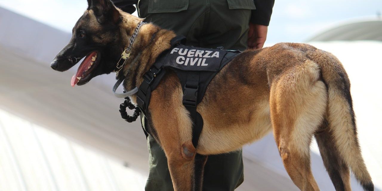 En materia de seguridad agentes caninos son beneficos; no se les. maltrata: Fuerza Civil