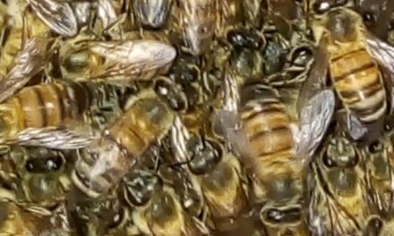 Bomberos de Tuxpan reciben capacitación en manejo de abejas