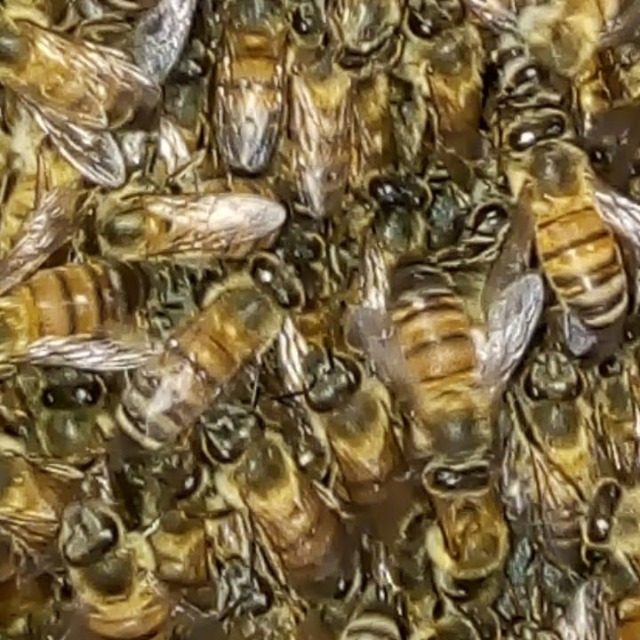 Bomberos de Tuxpan reciben capacitación en manejo de abejas