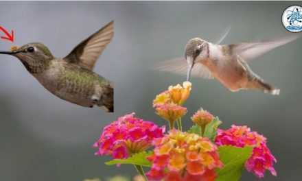 Este es el significado e importancia de la visita de un colibrí a tu jardín.
