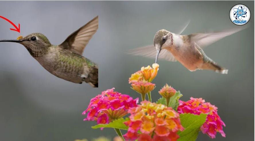 Este es el significado e importancia de la visita de un colibrí a tu jardín.