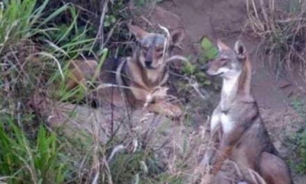 Manada de coyotes que habita en Coatzacoalcos ha aumentado, asegura ambientalista.