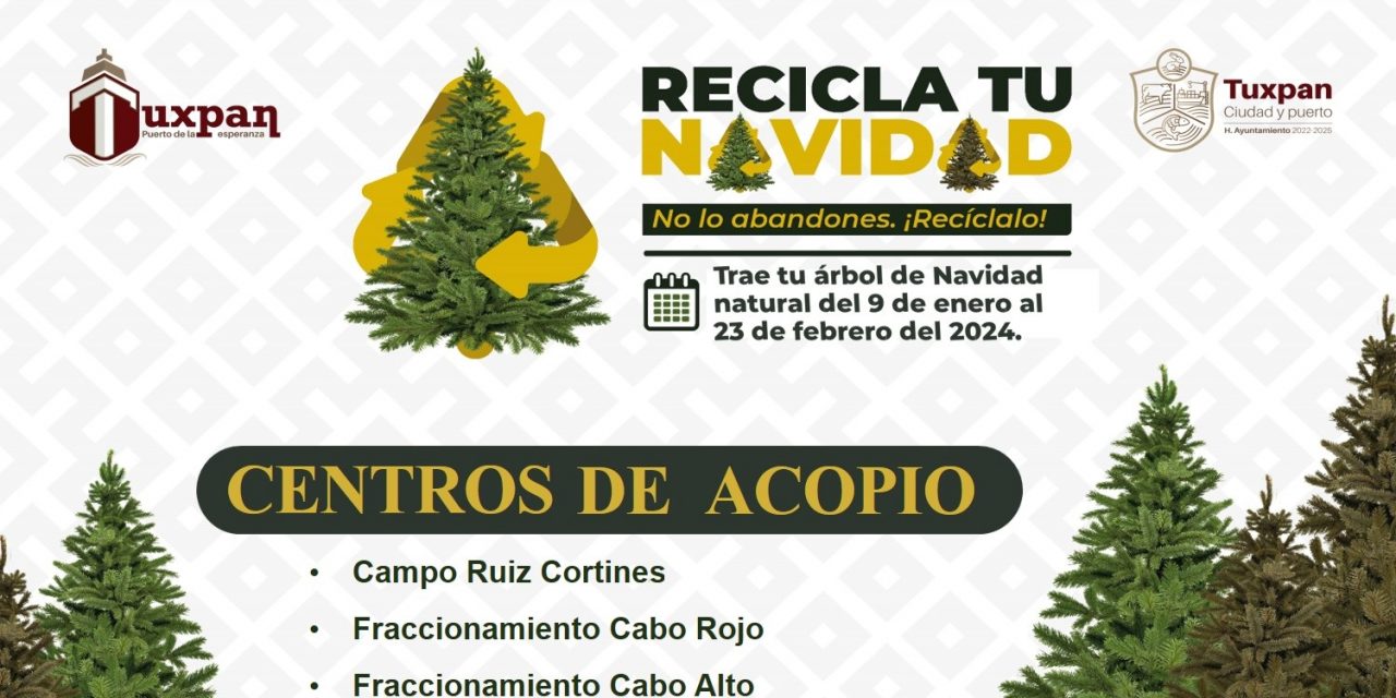 Inicia campaña de reciclaje de pinos de Navidad; se instalaron 5 centros de acopio en Tuxpan