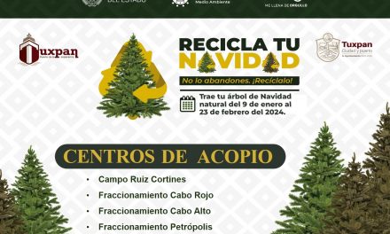 Inicia campaña de reciclaje de pinos de Navidad; se instalaron 5 centros de acopio en Tuxpan