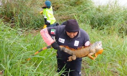 PC y Bomberos llevaron a cabo operativo de rescate de iguanas que resultaron afectadas por el frío