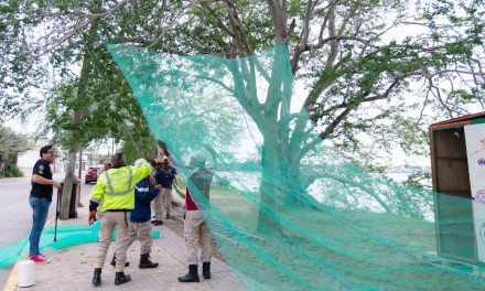 Tuxpan protege a las iguanas del santuario ante las bajas temperaturas que se aproximan