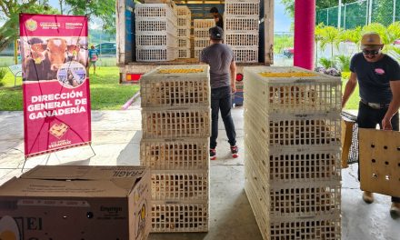 Se entregaron paquetes de pollitas ponedoras (aves de postura) a productores de Tuxpan