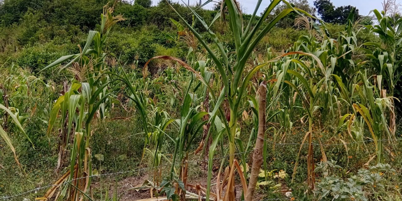 Esperan pequeños productores que las lluvias sean más constantes