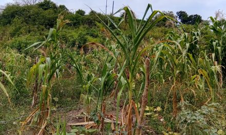 Esperan pequeños productores que las lluvias sean más constantes