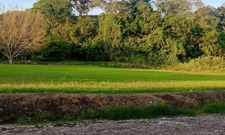 Productores Tuxpeños recibirán proyectos