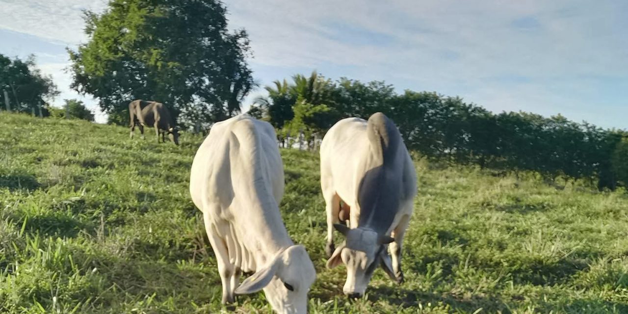 Lluvias han favorecido los pastizales
