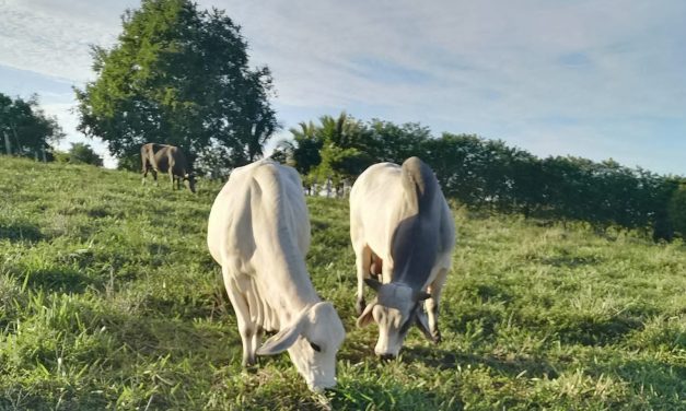 Lluvias han favorecido los pastizales