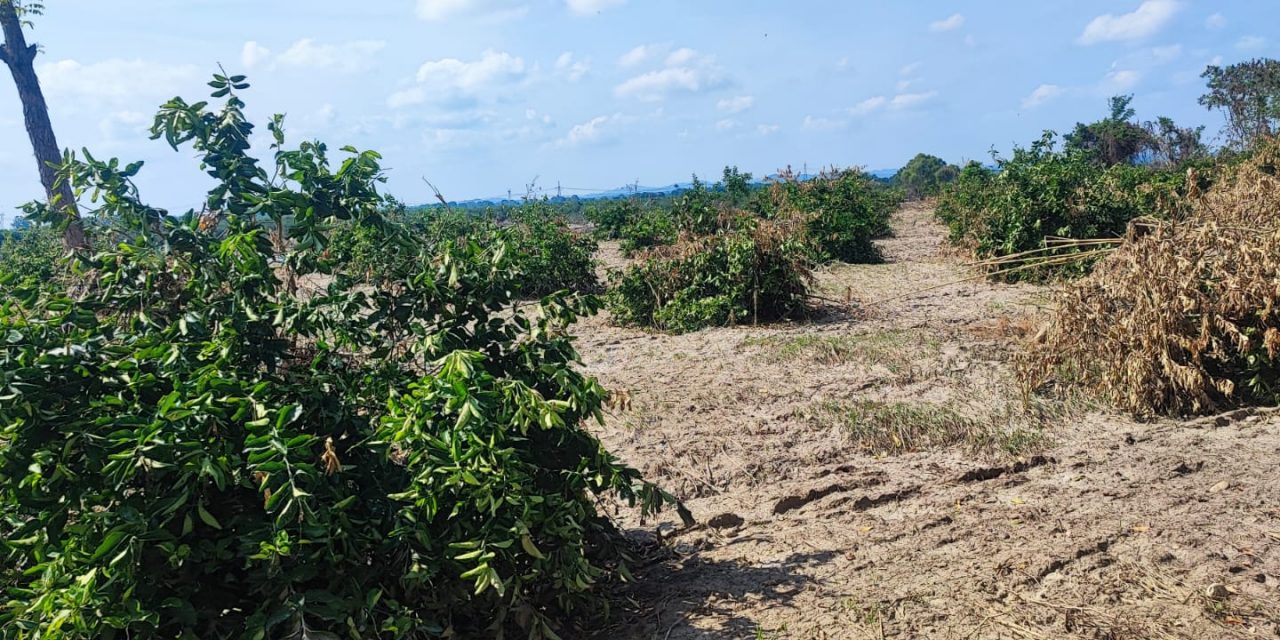 Se pierden más de 450 hectareas de siembra en la comunidad de Frijolillo