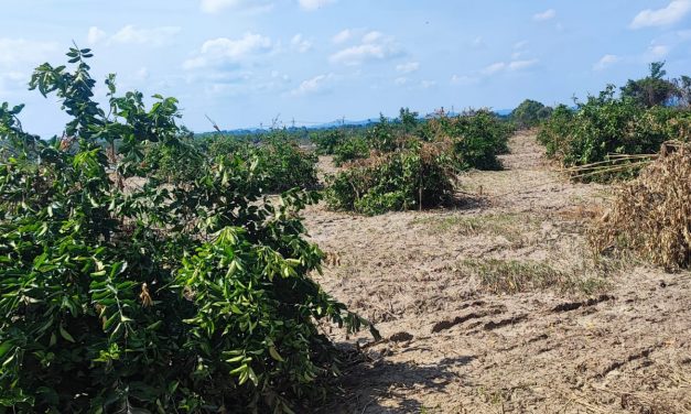 Se pierden más de 450 hectareas de siembra en la comunidad de Frijolillo
