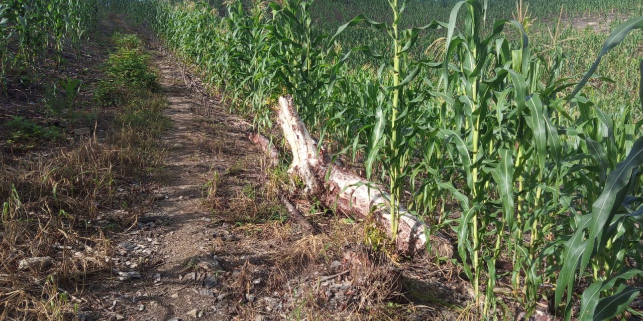 Hay escasez de productos del campo tras las pérdidas de sembradíos.