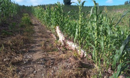 Hay escasez de productos del campo tras las pérdidas de sembradíos.