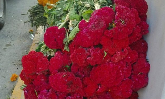 Inicio la venta de flor tradicional para la elaboración del altar
