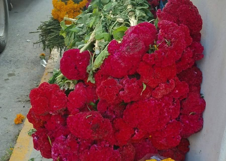 Inicio la venta de flor tradicional para la elaboración del altar