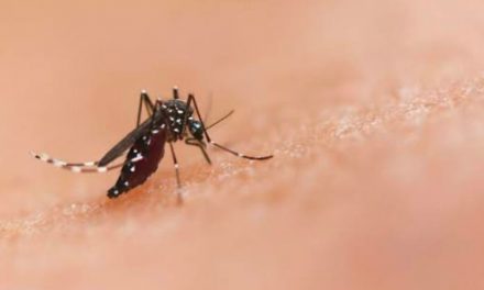 Se Refuerzan Acciones para Abatir el Dengue