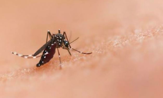 Se Refuerzan Acciones para Abatir el Dengue