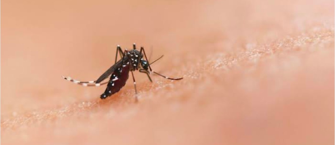 Se Refuerzan Acciones para Abatir el Dengue