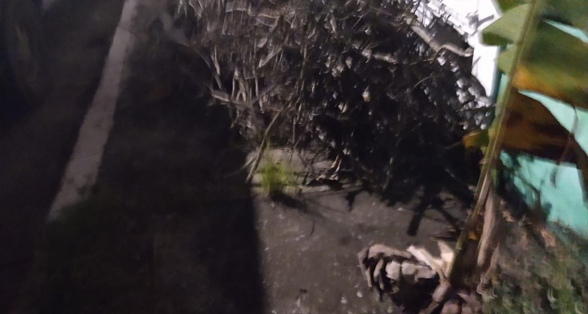 Solicitan el apoyo de las Autoridades de Ecología