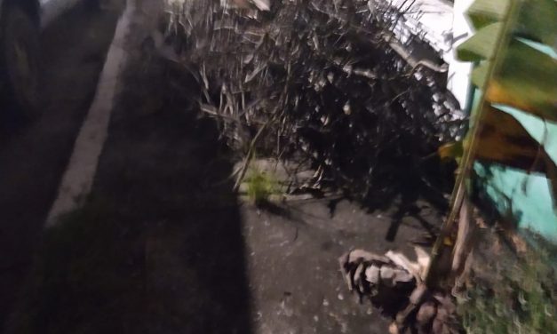 Solicitan el apoyo de las Autoridades de Ecología