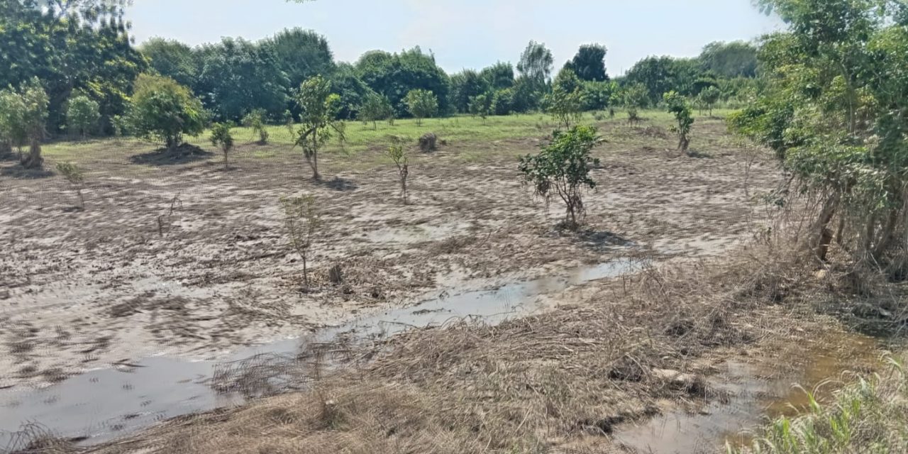 Se pierden más de 1,541.95 hectáreas en las comunidades