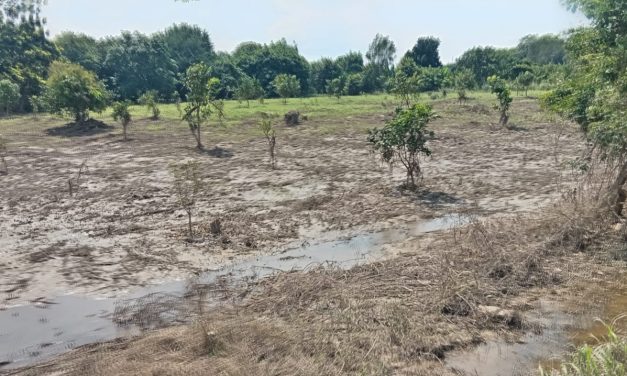 Se pierden más de 1,541.95 hectáreas en las comunidades