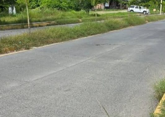 Cubierta de maleza luce la Avenida Las Américas.
