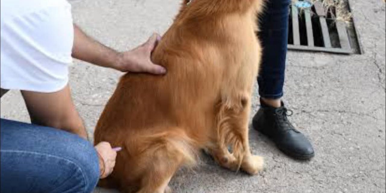 Continúa en Tuxpan la Jornada Nacional de Vacunación Antirrábica Canina y Felina 2025