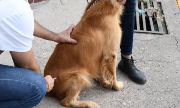 Continúa en Tuxpan la Jornada Nacional de Vacunación Antirrábica Canina y Felina 2025