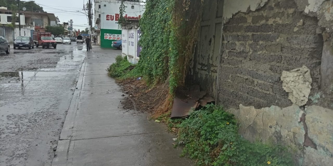 Maleza obstruye banqueta