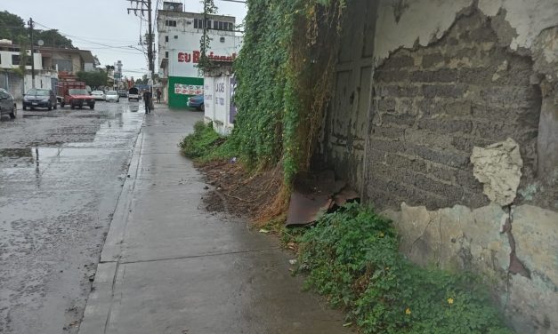 Maleza obstruye banqueta