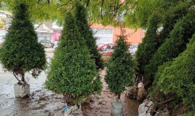 Llegan los Pinos Navideños