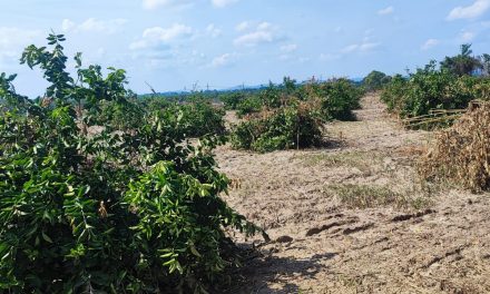 Se preparan para mitigar sequía